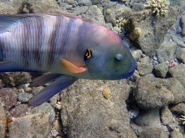 broomtail wrasse balık sakini Eilat Kızıl Körfez Deniz mercan kayalığı