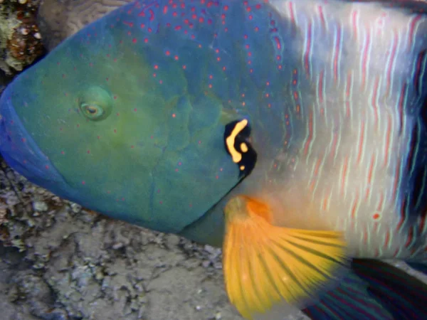 Porträt Besenschwanz Lippfisch Bewohner Des Korallenriffs Golf Von Alanat Rotes — Stockfoto