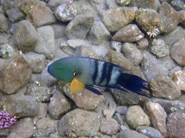 Coda Scopa Wrasse Pesce Abitante Della Barriera Corallina Del Golfo — Foto Stock