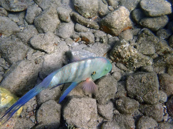 Broomtail Wrasse Balık Sakini Eilat Kızıl Körfez Deniz Mercan Kayalığı — Stok fotoğraf