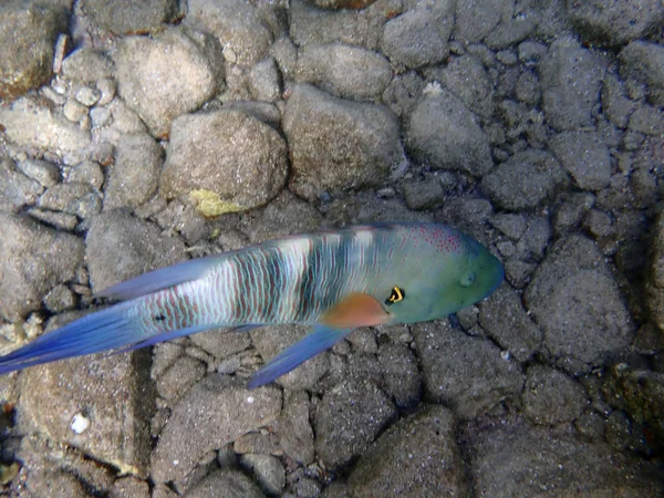 Coda Scopa Wrasse Pesce Abitante Della Barriera Corallina Del Golfo — Foto Stock