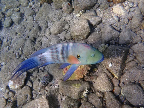 Broomtail Wrasse Balık Sakini Eilat Kızıl Körfez Deniz Mercan Kayalığı — Stok fotoğraf