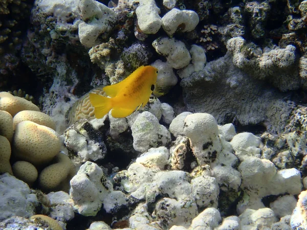 Goldie Moře Ryb Malé Druhy Barevných Ryb Podčeledi Anthiinae — Stock fotografie