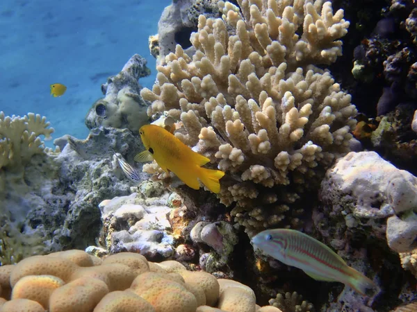 Goldie Morza Ryb Jest Gatunkiem Małych Kolorowych Ryb Podrodziny Anthiinae — Zdjęcie stockowe