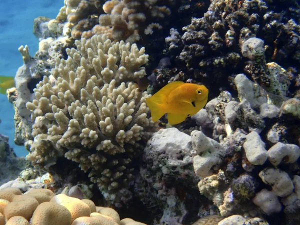 Sea Goldie Fish Est Une Petite Espèce Poissons Sous Famille — Photo