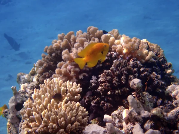 Морская Золотая Рыбка Небольшой Вид Разноцветной Рыбы Подсемействе Anthiinae — стоковое фото
