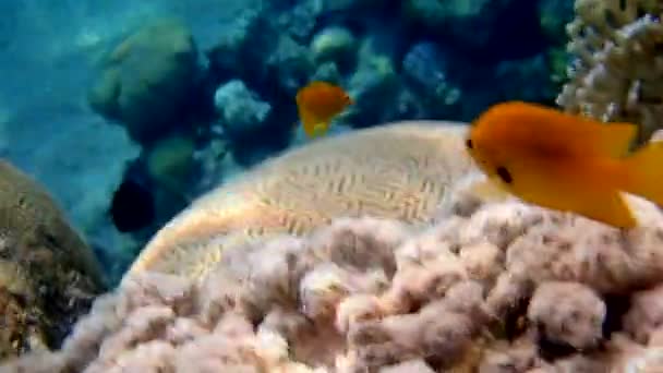 Sea Goldie Fish Una Especie Peces Subfamilia Anthiinae — Vídeo de stock