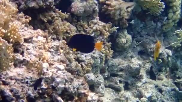 鰤鱼刺尾鱼在埃拉特海湾的珊瑚礁 — 图库视频影像