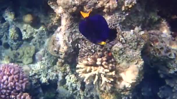 Chirurgo Della Coda Giallapesci Nelle Barriere Coralline Del Golfo Eilat — Video Stock