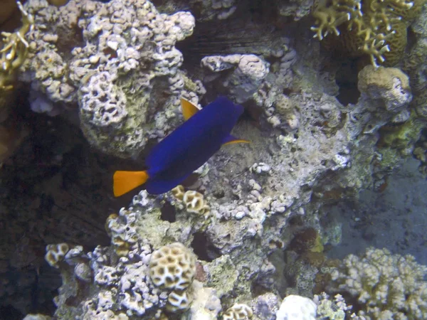 Cirurgião Cauda Amareladapeixe Nos Recifes Coral Golfo Eilat Mar Vermelho — Fotografia de Stock