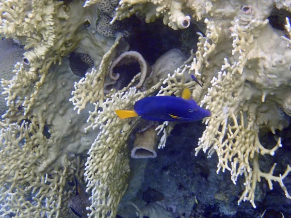 Eilat Körfezi Kızıl Deniz Mercan Resifleri Sarıkuyruk Surgeonfish — Stok fotoğraf