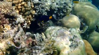 Eilat Körfezi, Kızıl Deniz mercan resifleri Sarıkuyruk surgeonfish