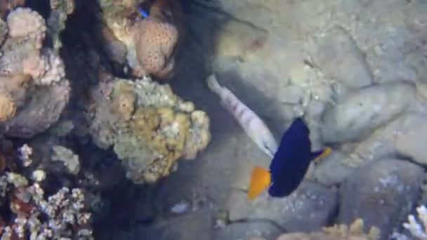 Eilat Körfezi Kızıl Deniz Mercan Resifleri Sarıkuyruk Surgeonfish — Stok video