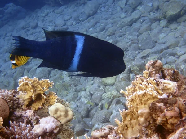 来自鲸鱼家族的科里斯物种是珊瑚礁的居民 他们更喜欢在2至30米深的沙滩或瓦砾片 — 图库照片
