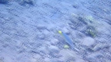 Parupeneus forsskali ortak adı Kızıl Deniz goatfish, bu Mullidae, bu deniz subtropikal balıklar ailesine ait goatfish bir tür sığ kumlu dipleri ve resif ilişkili, bir derinliği ile 145 m arasında