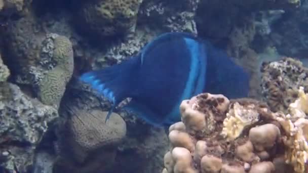 Клоун Коріс Вид Морської Кісткової Риби Сімейства Wrasse Мешканцем Коралових — стокове відео