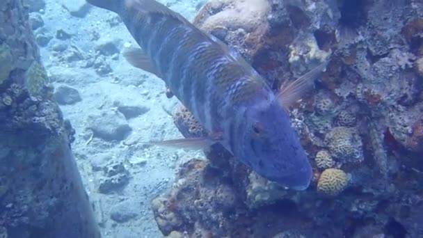 卡兰克斯是一种热带到亚热带海洋鱼类的属 在千斤顶家族的卡兰吉达伊 俗称千斤顶 — 图库视频影像