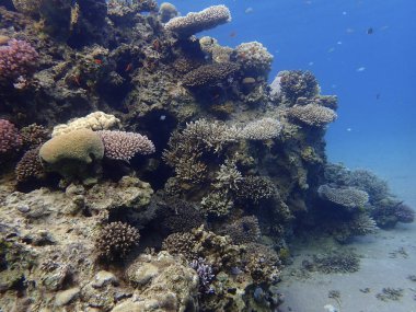Mercan resifleri dalış Kast 
