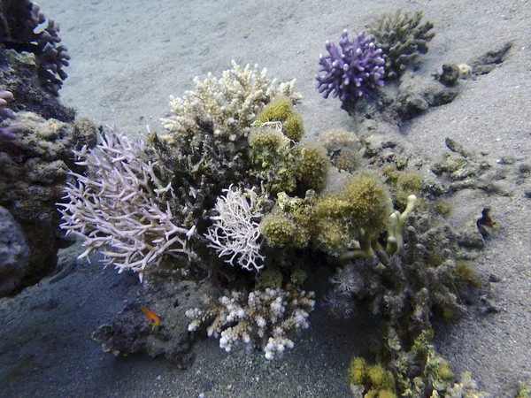 Recifes Coral Parte Inferior Novo Local Para Mergulho Kast Eilat — Fotografia de Stock