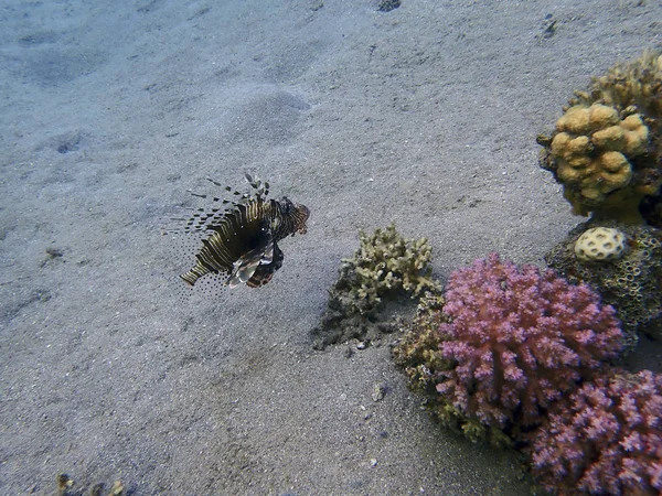 Tropiska Fiskar Lionfish Med Giftiga Spikar Längst Ned Dykplats Eilat — Stockfoto