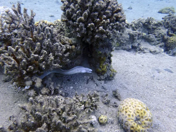 Tropische Vissen Lionfish Met Giftige Spikes Aan Onderkant Van Een — Stockfoto