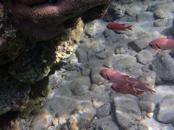 红海埃拉特湾珊瑚礁的松果酮士兵鱼 Mydjan Myripristis — 图库照片
