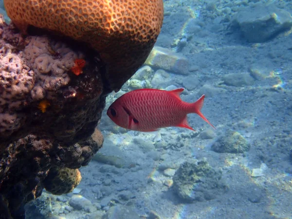 紅海アカバ湾のサンゴ礁で松ぼっくり Soldierfish セグロマツカサ Murdjan — ストック写真