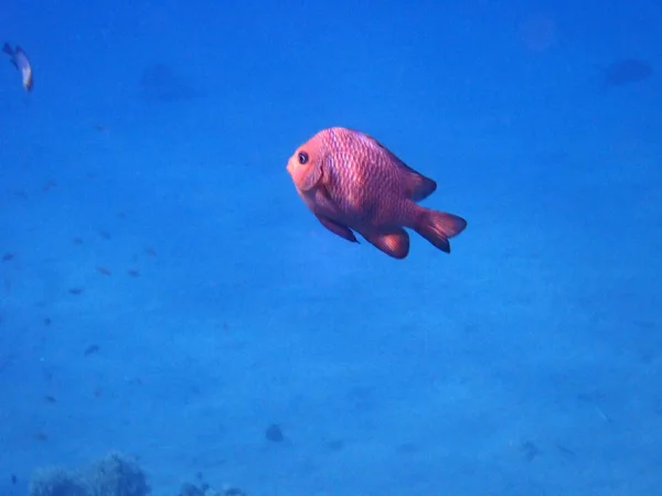 Сосновая Рыба Myripristis Murdjan Коралловых Рифах Эйлатского Залива Красное Море — стоковое фото