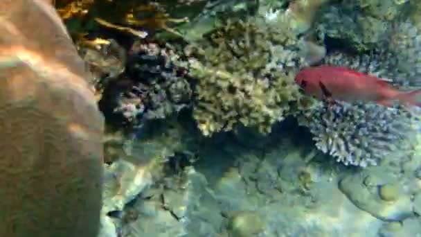 Pesce Soldato Pigna Myripristis Murdjan Presso Barriere Coralline Del Golfo — Video Stock