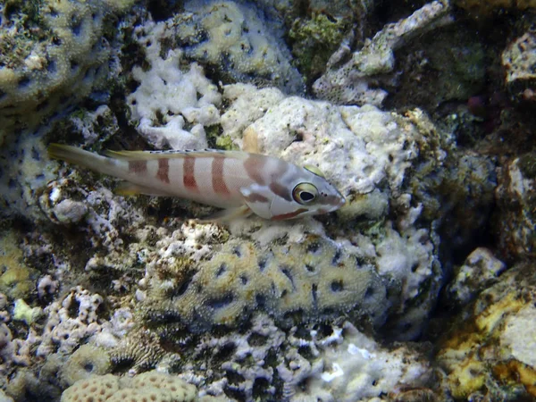 红海埃拉特湾珊瑚礁上的黑斑石柱 — 图库照片