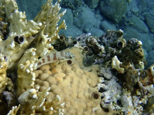 Чернопёрая Окунь Epinephelus Fasciatus Коралловых Рифах Эйлатского Залива — стоковое фото