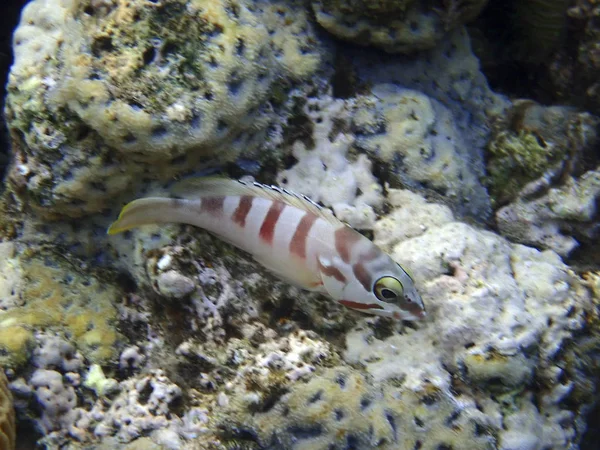 Tétras Pointes Noires Epinephelus Fasciatus Sur Les Récifs Coralliens Golfe — Photo