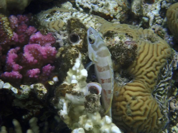 Blacktip Grouper Art Fasciatus Korallreven Viken Eilat Röda Havet — Stockfoto