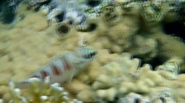 Siyah uçlu orfoz Epinephelus fasciatus mercan resifleri Eilat Körfezi, Kızıldeniz