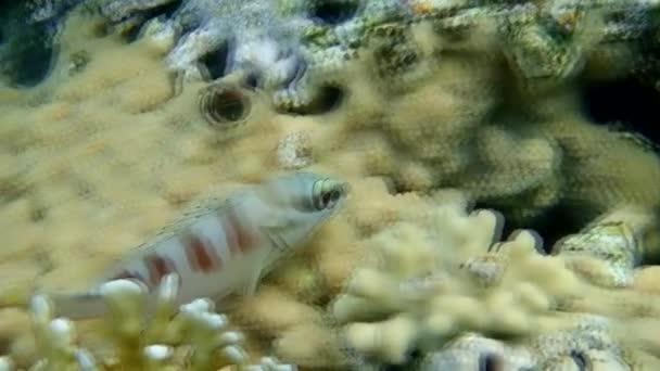 Zackenbarsch Epinephelus Fasciatus Den Korallenriffen Des Golfs Von Eilat Rotes — Stockvideo
