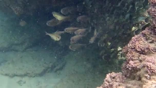 成群的鱼 Vanikoro 清扫机栖息在 Hadera 以色列的小岩礁地中海海滩上 — 图库视频影像