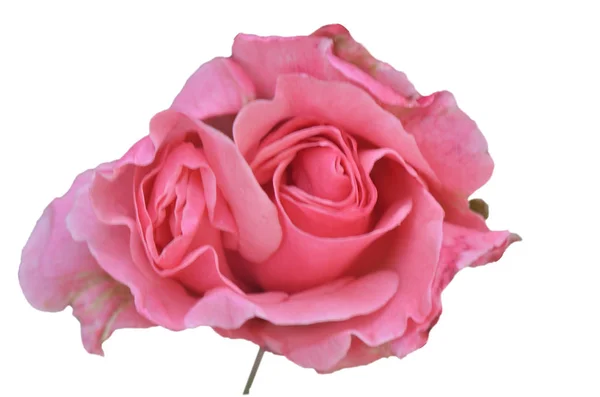 Rosa Flor Com Dois Botões Caule Fundo Branco — Fotografia de Stock