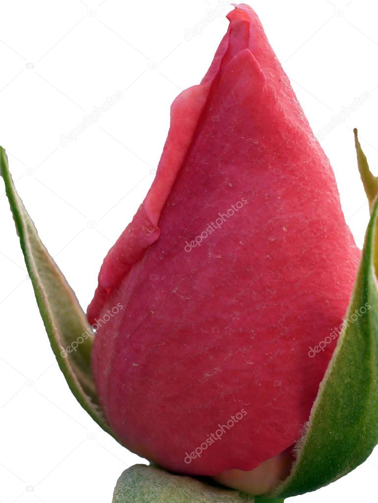 macro flower closed rosebud on white isolated background