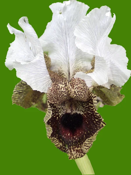 Iris Nasaret Naturlig Bevara Nasaret Ilit Grön Isolerade Bakgrund — Stockfoto