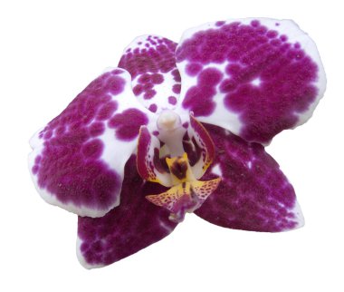 Tropikal orkide çiçek beyaz izole arka planda