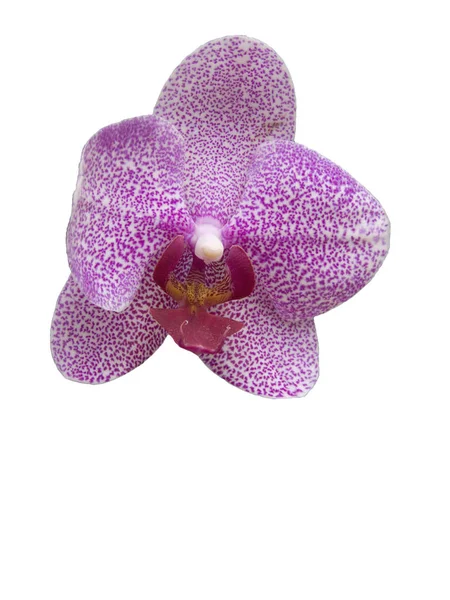 Tropische Orchidee Bloem Witte Geïsoleerde Achtergrond — Stockfoto