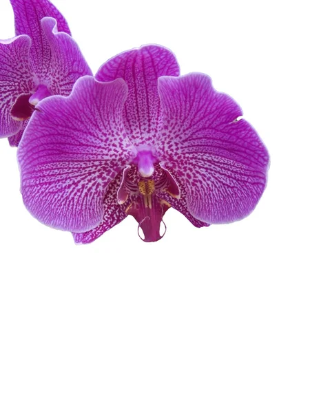 Tropische Orchidee Bloem Witte Geïsoleerde Achtergrond — Stockfoto
