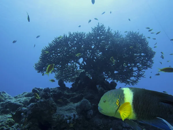 Paysage Sous Marin Poisson Queue Balai Wrasse Sur Corail Golfe — Photo