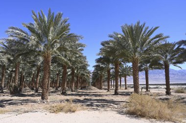 Tarihi plantasyon Güney İsrail Arava çölde