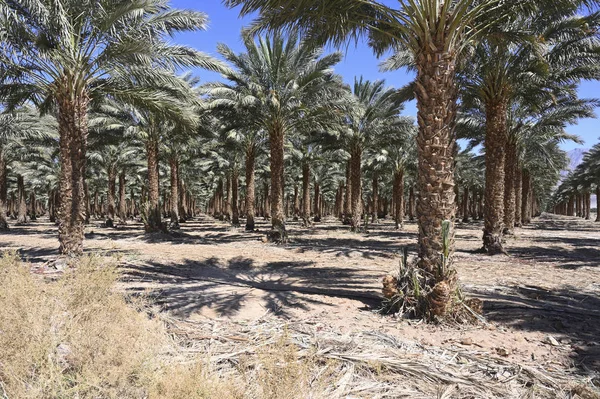 Date Plantation Dans Désert Arava Dans Sud Israël — Photo