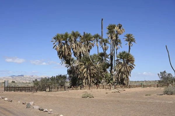 Arava イスラエル南部の砂漠はナツメヤシのオアシス — ストック写真