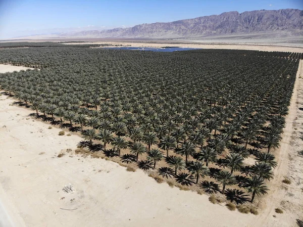 Date Palmiers plantés — Photo