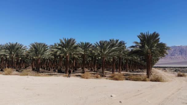 Дата Плантации Пустыне Арава Юге Израиля — стоковое видео