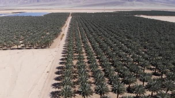 Datum Plantage Arava Woestijn Het Zuiden Van Israël — Stockvideo