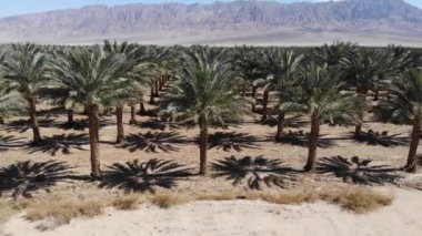 Tarihi plantasyon Güney İsrail Arava çölde